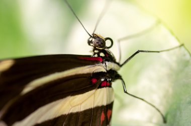 Zebra longwing kelebek
