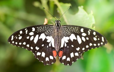 Kireç kelebek makro