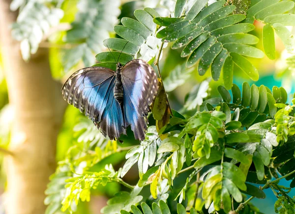 Mavi Morpho Kelebeği