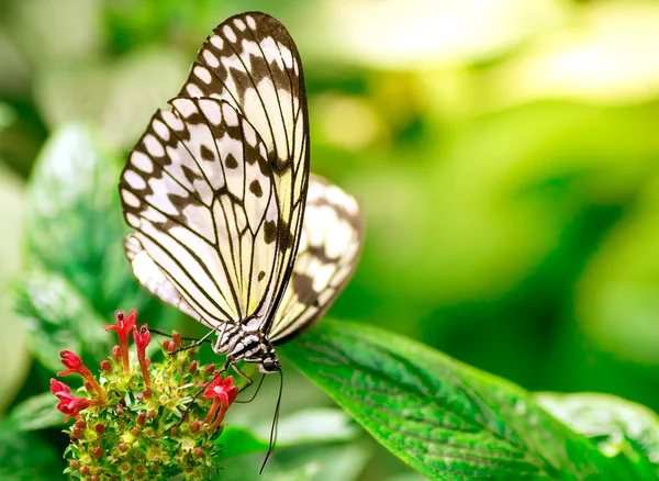 Mermer beyaz kelebek