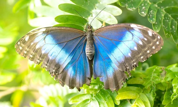 Blue morpho butterfly — Stock Photo, Image