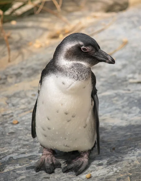 Retrato de pingüino lindo —  Fotos de Stock