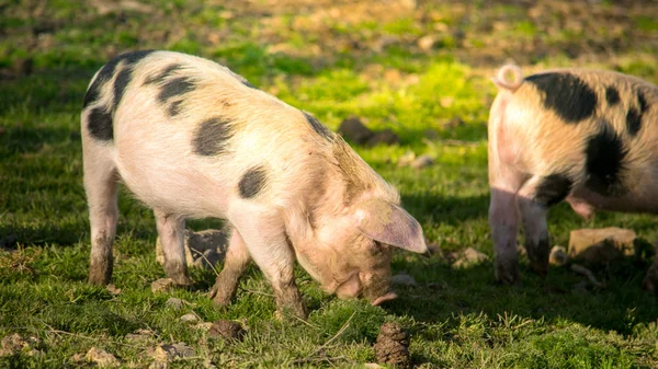 Piglets grazing on a sunny day — Stock Photo, Image