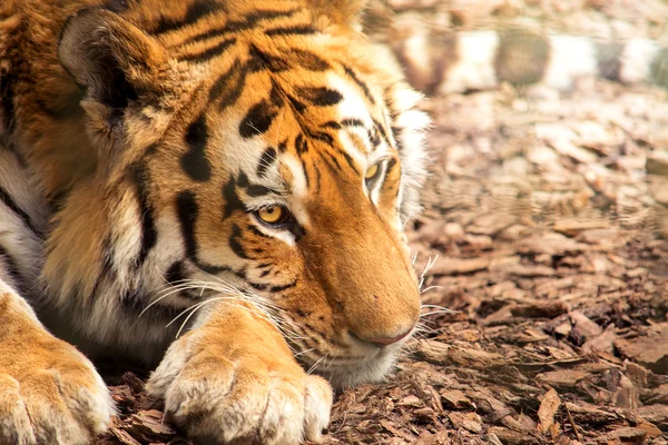 Tigre siberiano descansando — Fotografia de Stock
