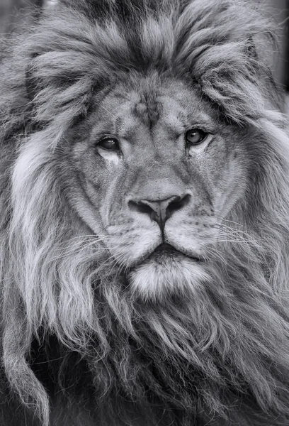 Lion africain mâle — Photo