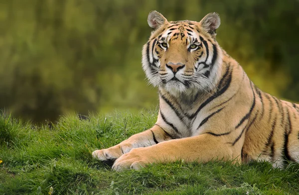 Sibirischer Tiger im Gras — Stockfoto