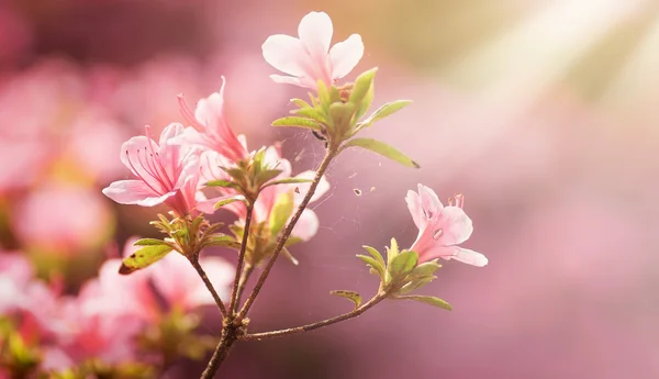 Vackra rosa vårblommor — Stockfoto