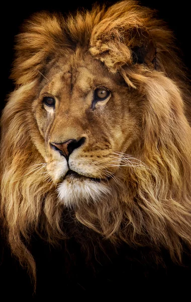 Retrato de león masculino — Foto de Stock