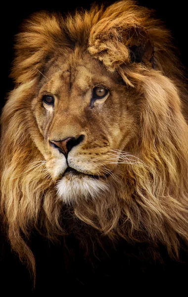 Retrato de león masculino Imagen de archivo
