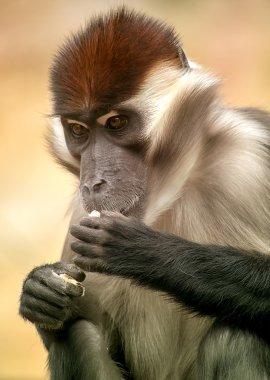 Mangabey Maymun yeme