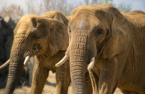 Two african elephants — Stock Photo, Image