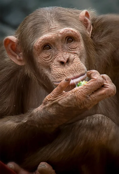 Portret van een chimpansee — Stockfoto