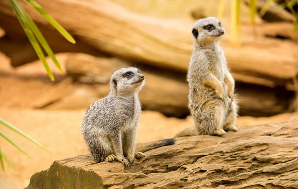 Aranyos meerkats, egy fából készült napló — Stock Fotó