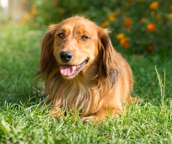 Söt Tax hund vilande — Stockfoto