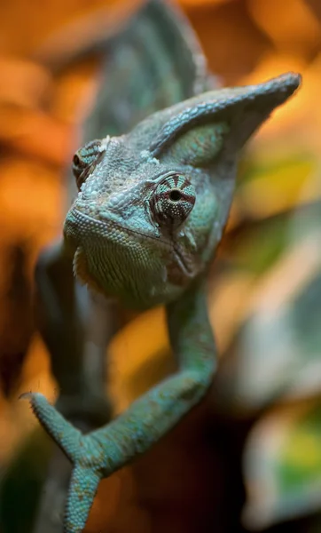 Portret kameleon zbliżenie — Zdjęcie stockowe
