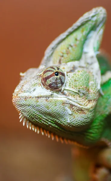 Zielony kameleon głowy — Zdjęcie stockowe