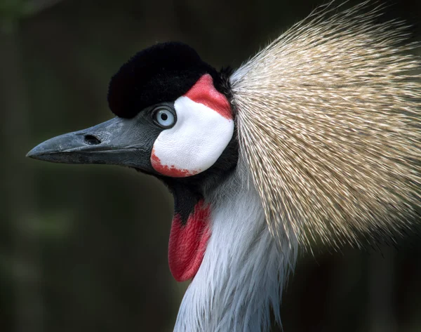 Crowned crane portrait — Stock Photo, Image