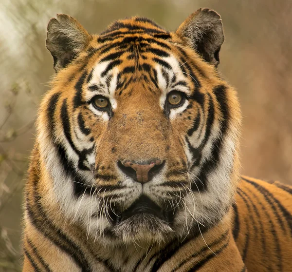 stock image Siberian tiger portrait