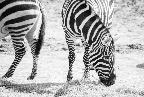 Zebror bete i naturen — Stockfoto