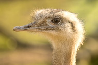 Closeup emu portre