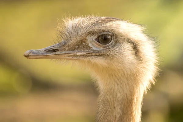 Vértes emu portré — Stock Fotó