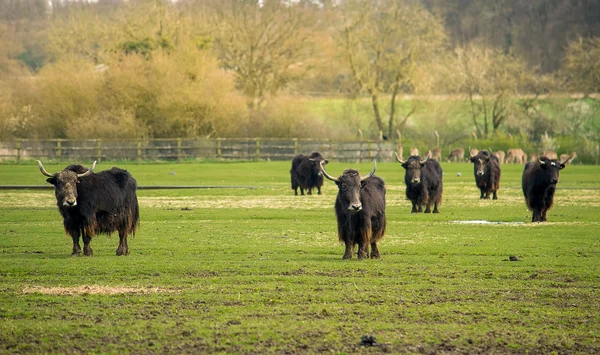 Manada de yaks — Foto de Stock