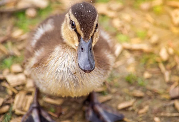 Pequeño patito bebé — Foto de Stock