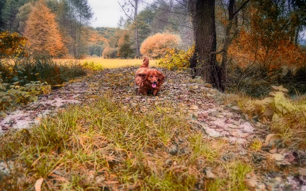 Μακρυμάλλης Dachshund Σκυλί Στην Φύση Του Φθινοπώρου — Φωτογραφία Αρχείου