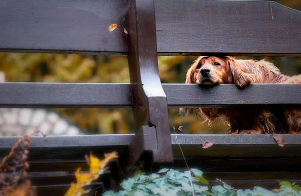 木製のフェンスを通して見て長髪のダックスフント犬 — ストック写真