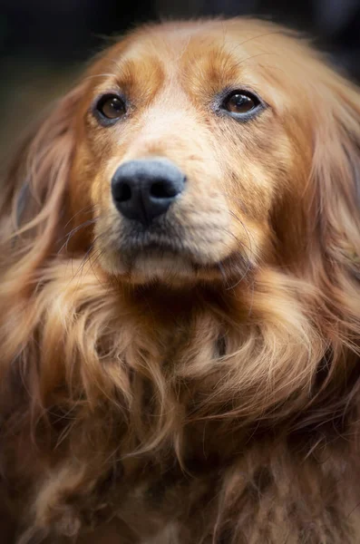 かわいい長髪ソーセージ犬の閉鎖肖像画 — ストック写真