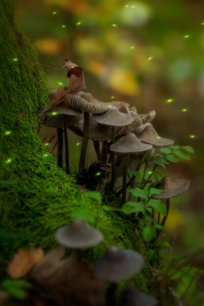 Magical forest with mushrooms and fireflies