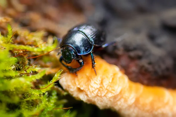 Dor dung scarabée escalade dans la forêt — Photo