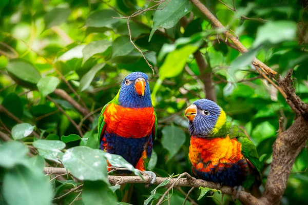 A pair of lorikeet parrots sitting on the branch of a tree — Stock Photo, Image