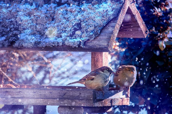 Dva vrabci sedící v zimním období v krmítku — Stock fotografie