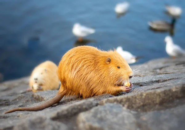 Nutria feeding on the shores of a river — Stock Photo, Image