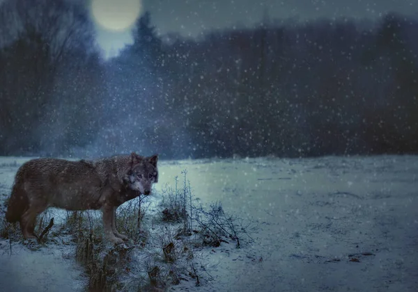 Loup solitaire dans la forêt d'hiver avec neige — Photo