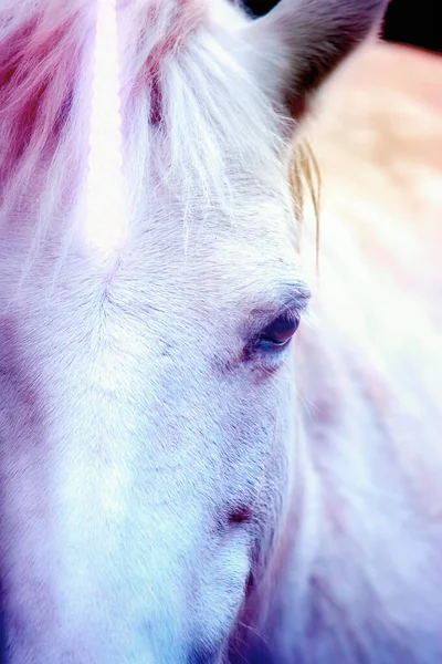 Clloseup imagen de un unicornio colorido con un cuerno brillante — Foto de Stock