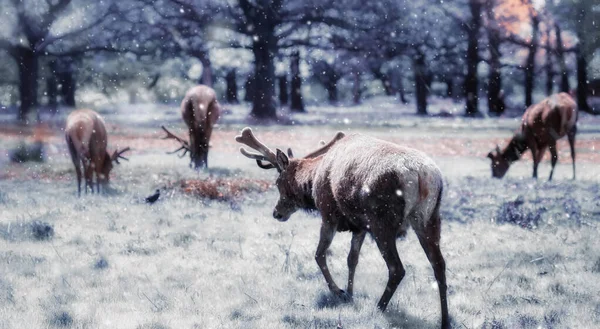 Renar söker mat i snön — Stockfoto