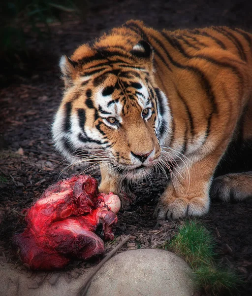 Siberian tiger with a big piece of bloody meat — Stock Photo, Image