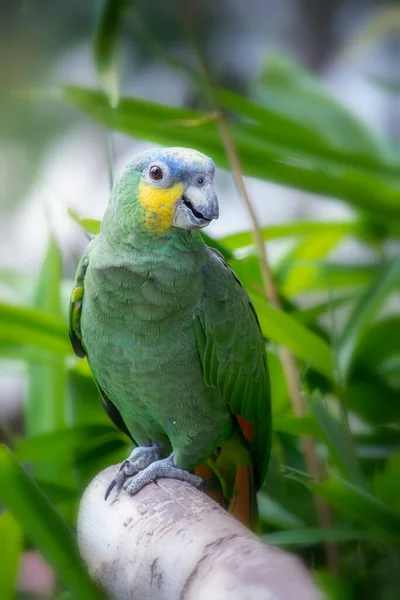 Портрет папуги Амазонки, який сидить на сідалі. — стокове фото