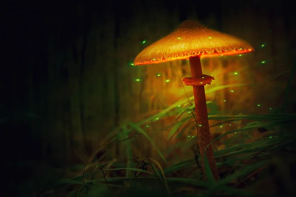 Magical glowing mushroom with fireflies flying around it — Stock Photo, Image