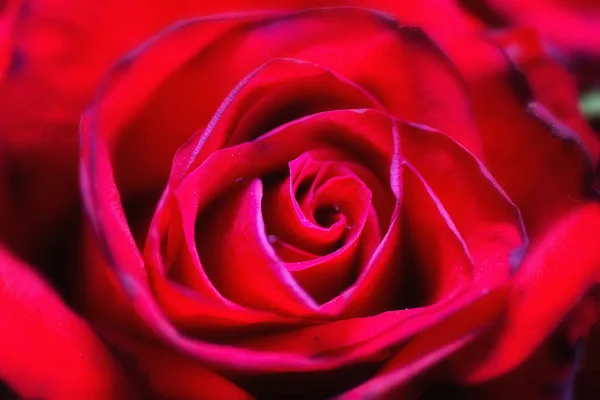 美しい赤いバラのクローズアップマクロ画像 — ストック写真