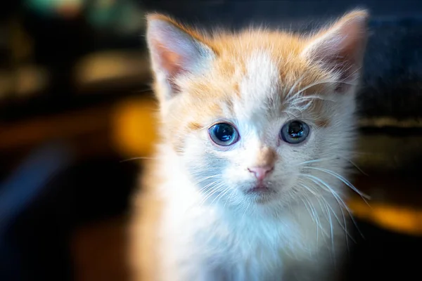 かわいい白と黄色の子猫 — ストック写真