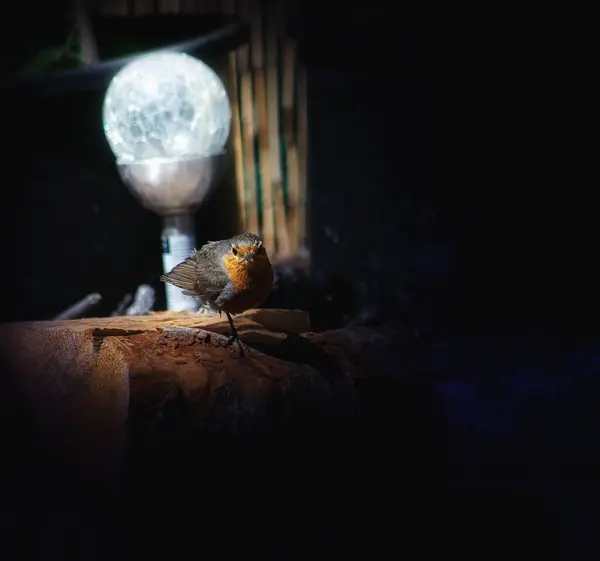 Robin Tmě Solární Lampy — Stock fotografie