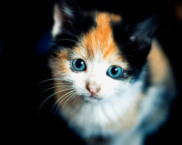 Cute Kura Kura Shell Kucing Close Potret — Stok Foto