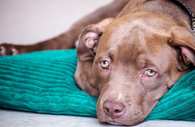 Amerikan buldog köpeği yastıkta. 