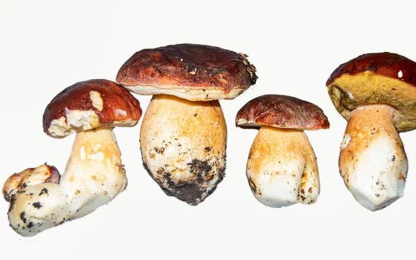 Edible Boletus Edulis Mushrooms Isolated White Background — Stock Photo, Image