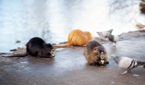 Nutria Krmení Holuby Břehu Řeky — Stock fotografie