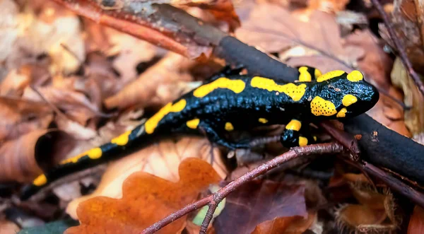 Salamandra Fogo Entre Folhas Outono — Fotografia de Stock