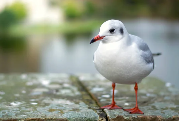 Gaivota Sobre Betão — Fotografia de Stock